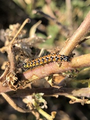 Uresiphita reversalis