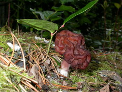 Gyromitra esculenta