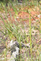 Prasophyllum fimbria