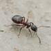 Bog Odorous Ant - Photo (c) Jonghyun Park, some rights reserved (CC BY), uploaded by Jonghyun Park