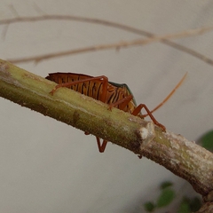 Edessa rufomarginata