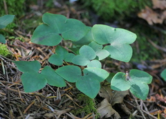 Hepatica nobilis