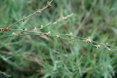 Polygonum patulum