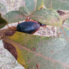 Edessa rufomarginata