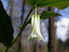 Prosartes smithii