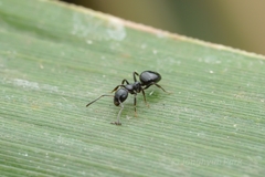 Dolichoderus pustulatus