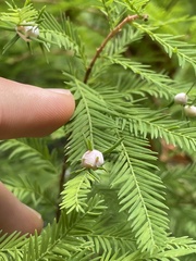 Taxodiomyia cupressiananassa