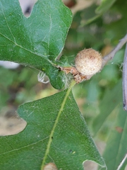Burnettweldia washingtonensis