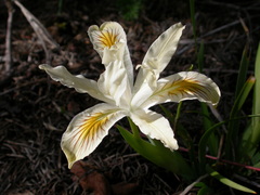 Iris chrysophylla