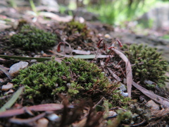 Ptychostomum capillare