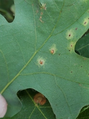 Neuroterus saltatorius