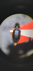 Bembidion iridescens