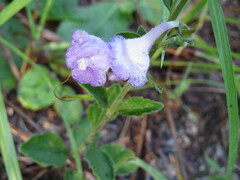 Scutellaria arenicola
