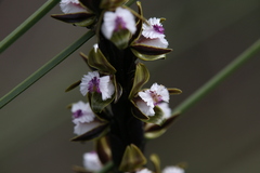Prasophyllum fimbria