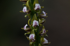 Prasophyllum fimbria