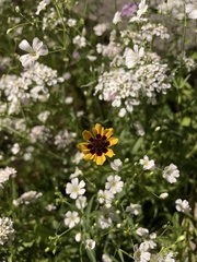 Coreopsis tinctoria