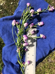 Polygala sanguinea