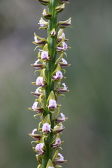 Prasophyllum fimbria