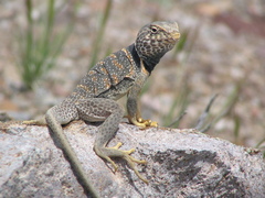 Crotaphytus bicinctores