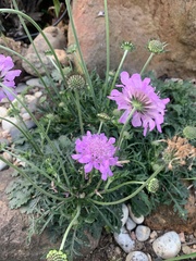 Scabiosa columbaria