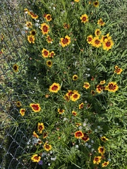 Coreopsis tinctoria