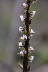 Prasophyllum fimbria