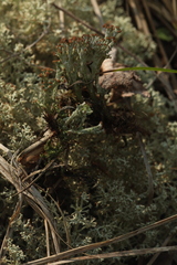 Cladonia ramulosa