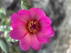 Portulaca amilis