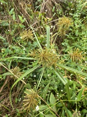 Cyperus strigosus