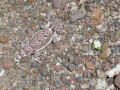 Phrynosoma platyrhinos