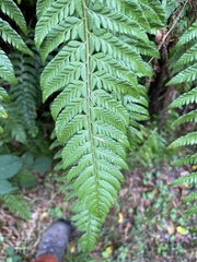 Polystichum aculeatum