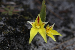 Caladenia flava flava