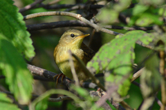 Helopsaltes certhiola