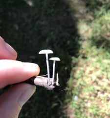 Tetrapyrgos nigripes