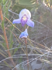Disa purpurascens