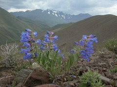 Penstemon speciosus