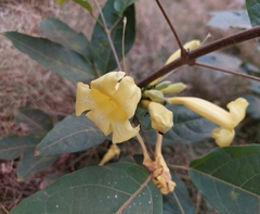 Adenocalymma calcareum