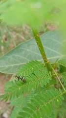 Camponotus rufoglaucus