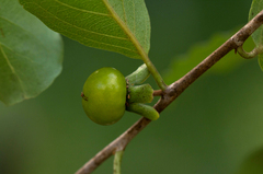 Diospyros squarrosa image