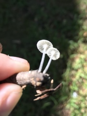 Tetrapyrgos nigripes