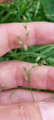 Poa annua