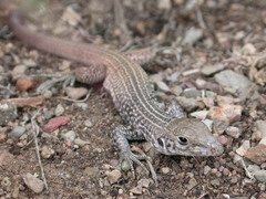 Aspidoscelis tigris tigris