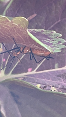 Zelus longipes