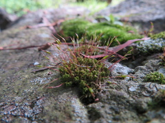 Ceratodon