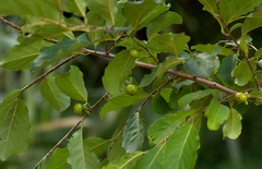 Diospyros squarrosa image