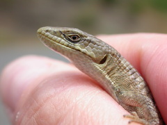 Elgaria multicarinata scincicauda