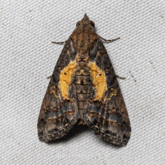 Noctuoidea