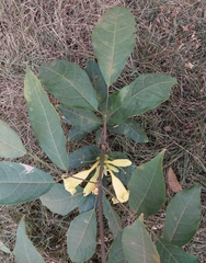 Adenocalymma calcareum