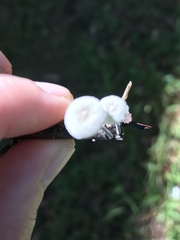 Tetrapyrgos nigripes