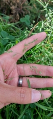 Poa annua